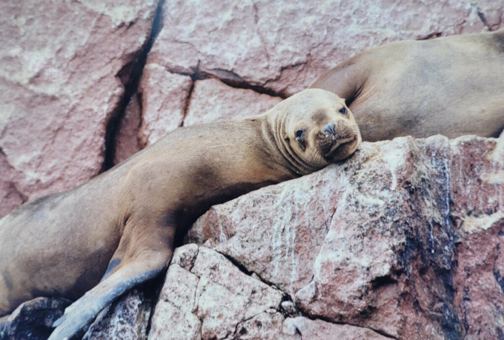 Ballestas island