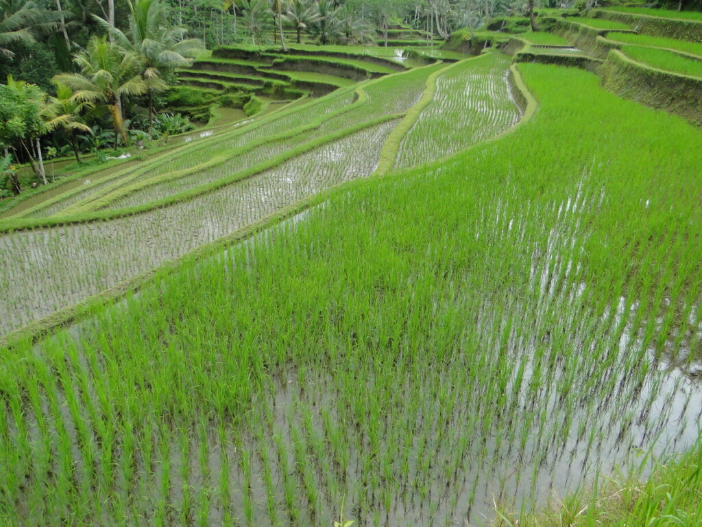 Bali