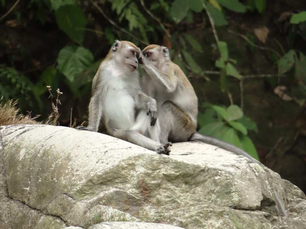 Macaque