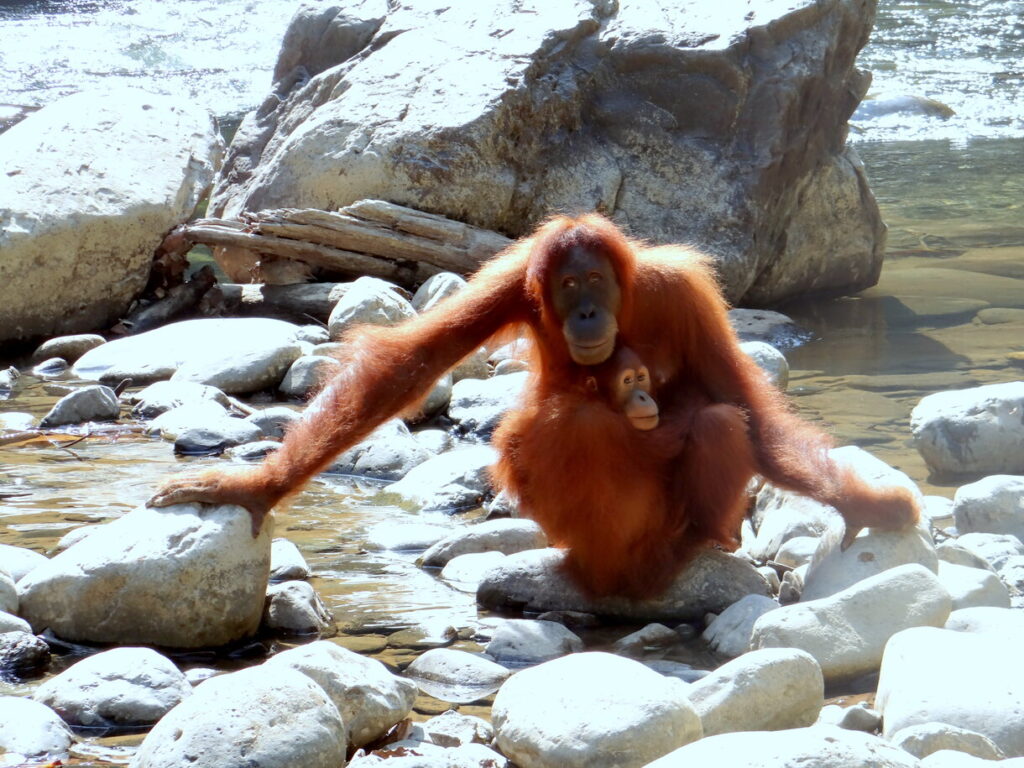 Orangutan