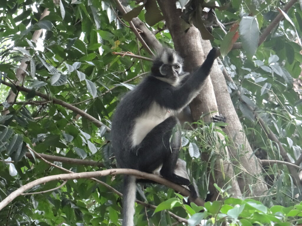 Thomas's langur at Sumatra