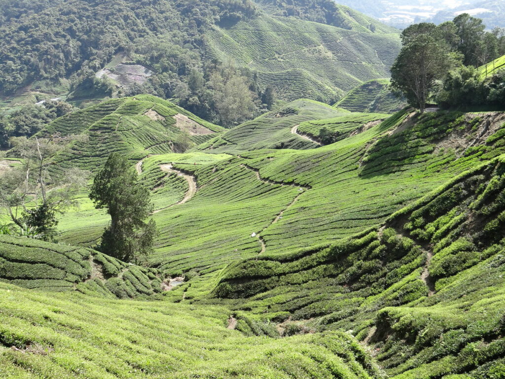 Cameron Highlands