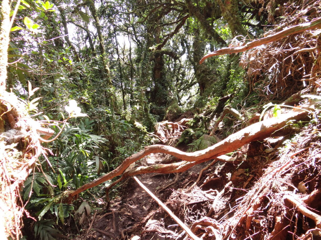 Cameron Highlands Trek