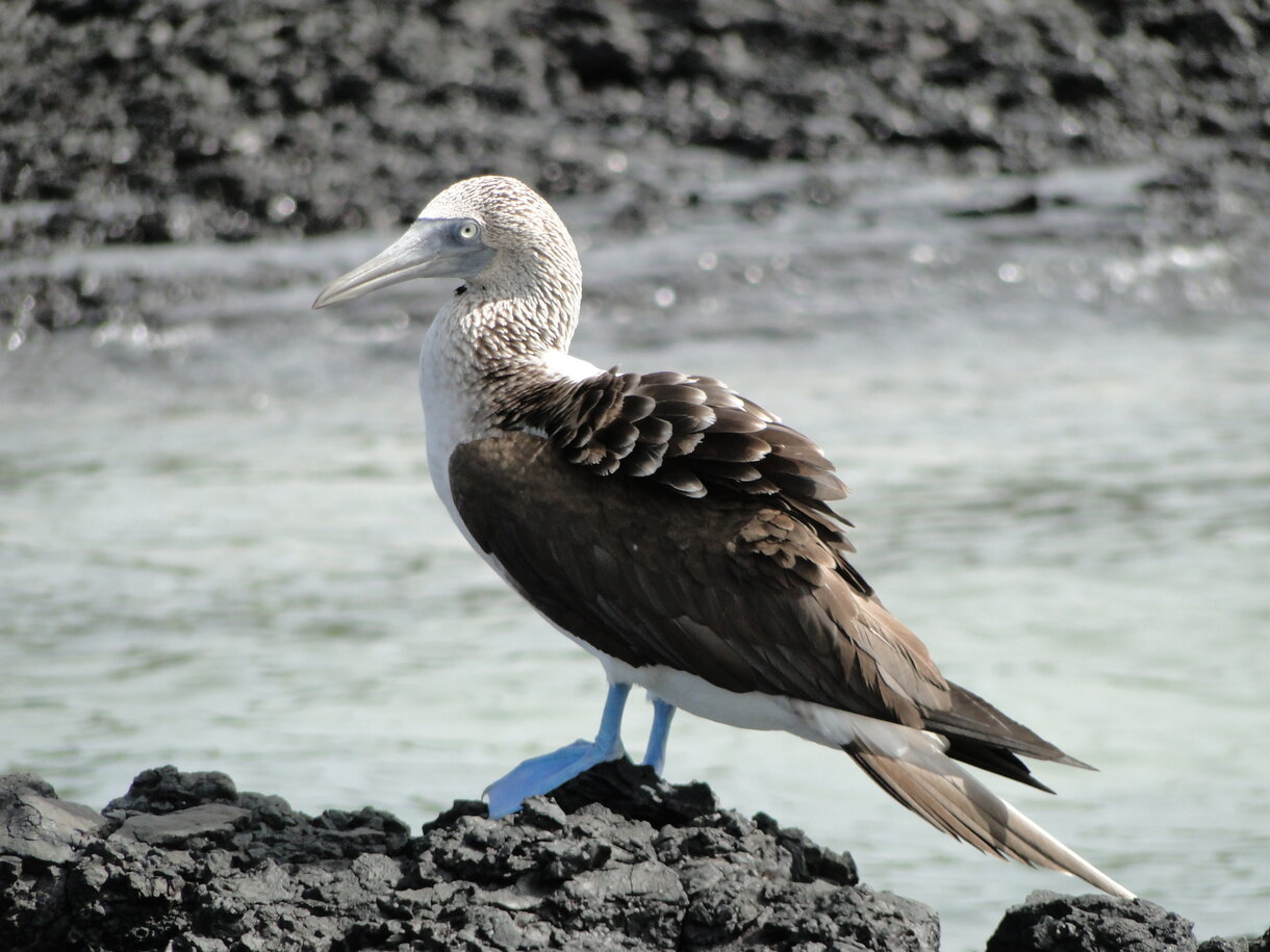 Blue-footed booby in Galapagos