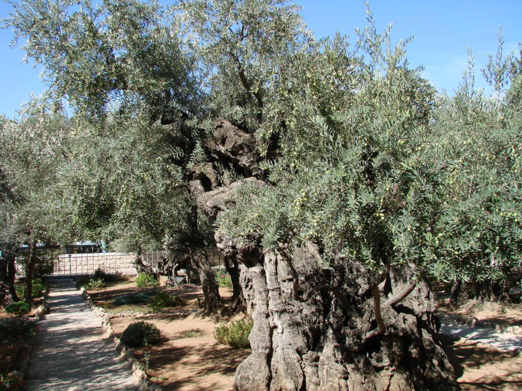 Mount of Olives in Jerusalem