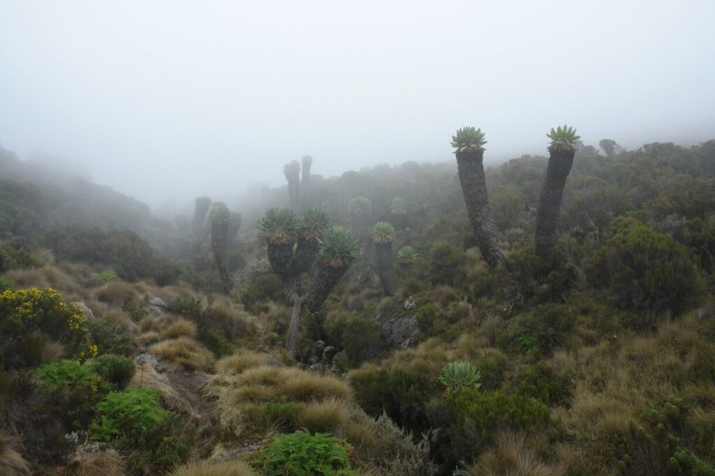 Giant Groundsel