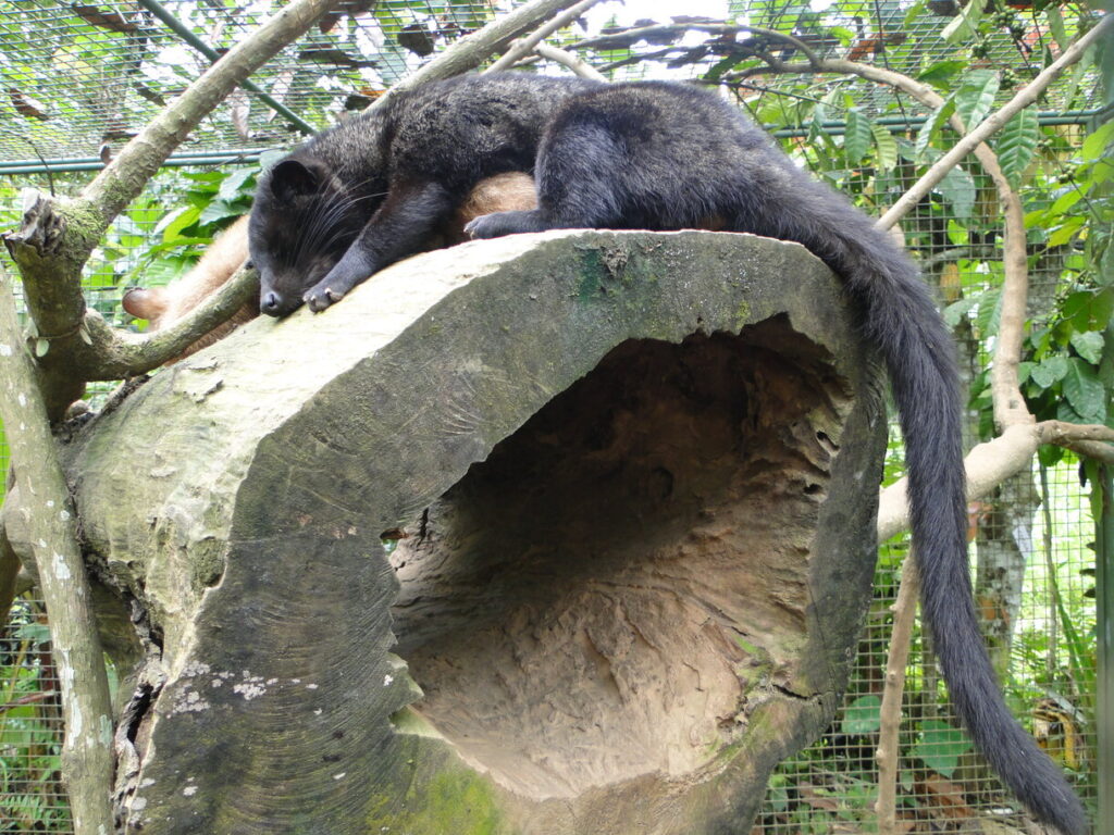 Asian palm civet