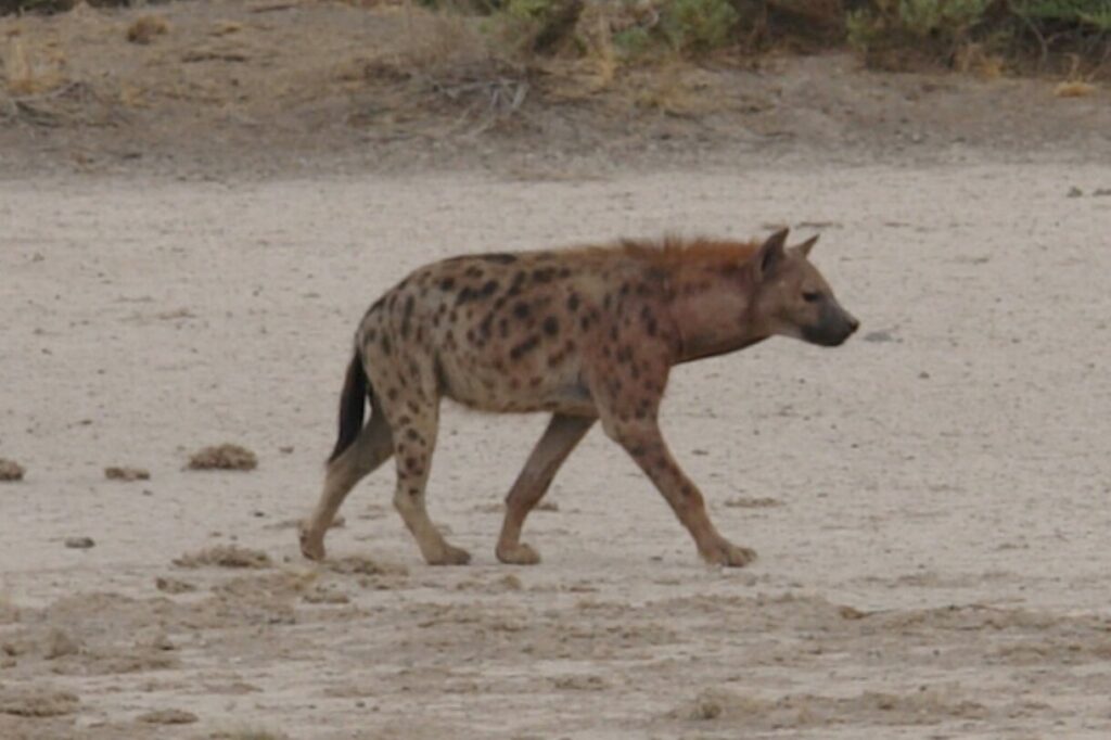 Hyena