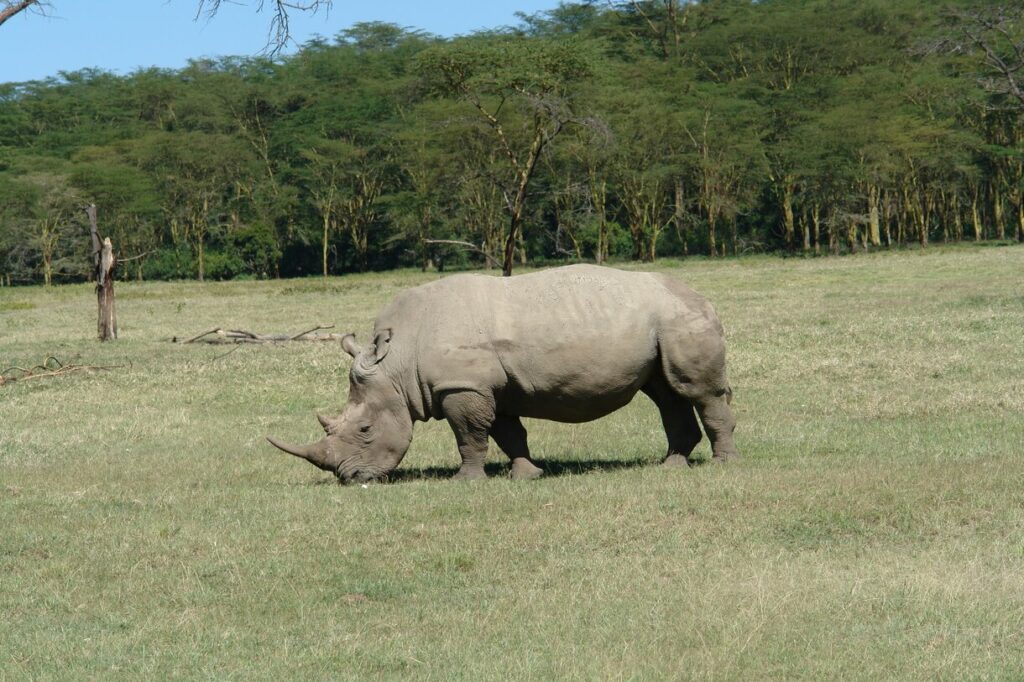 Rhino