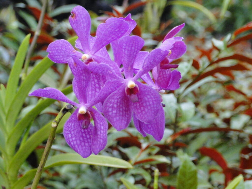 Singapore Botanic Garden