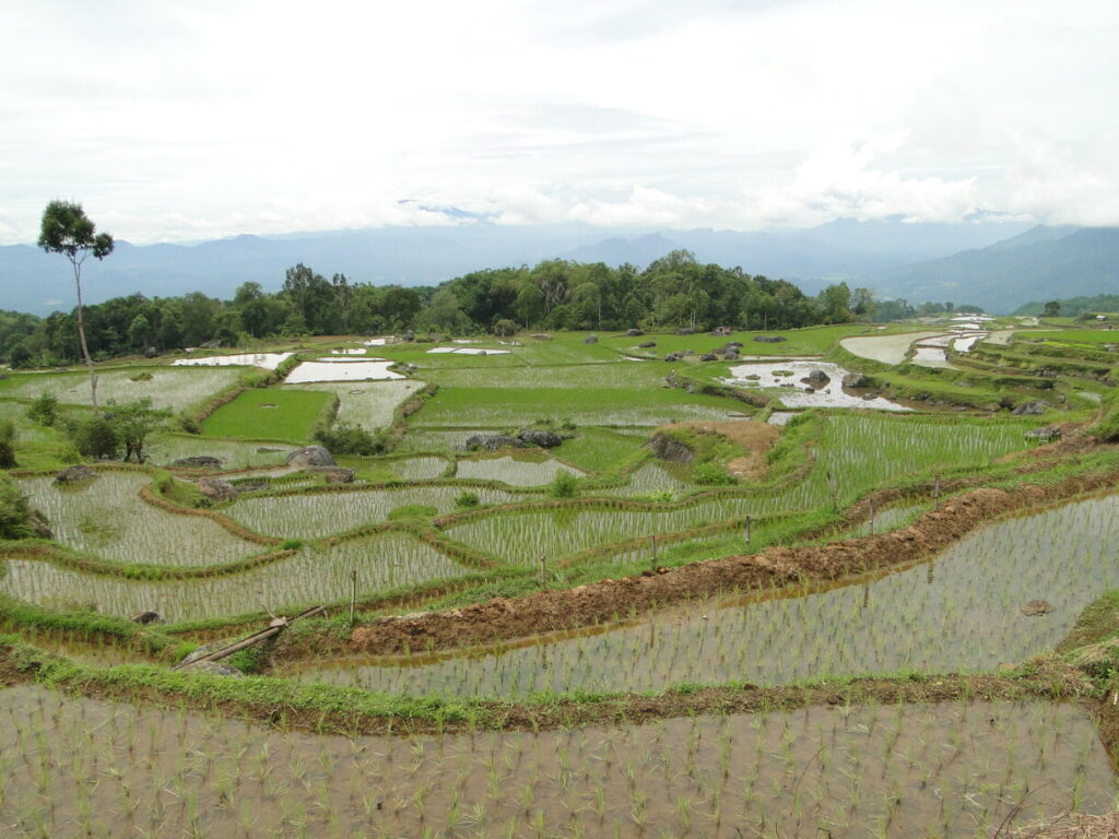 Sulawesi