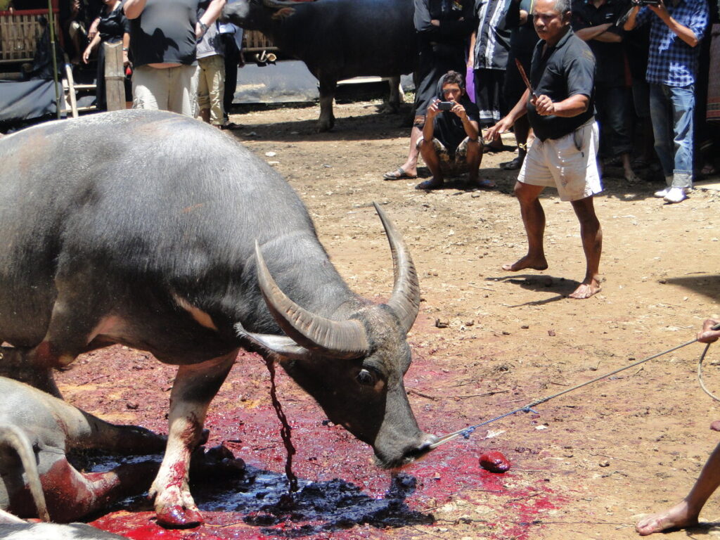 Toraja funeral ceremony