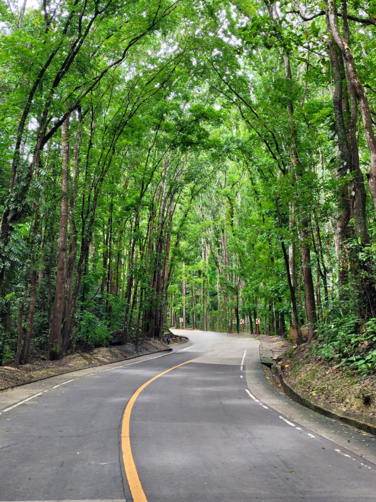 Man-Made Forest in Bohol