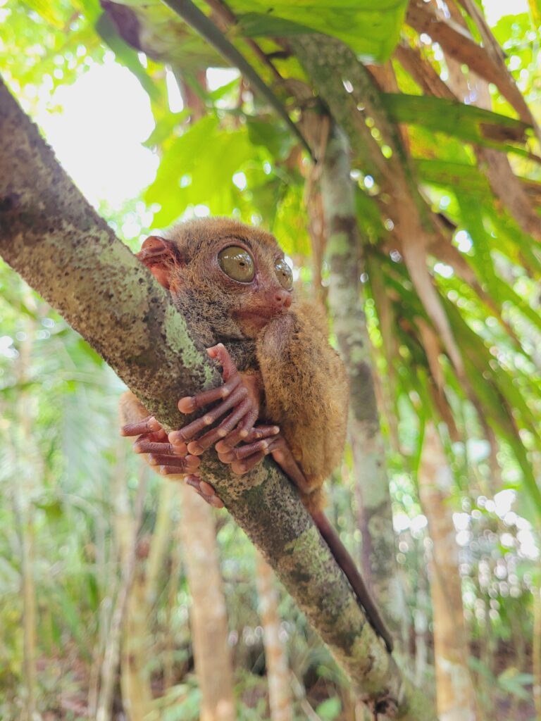 Tarsius Sanctuary in Bohol