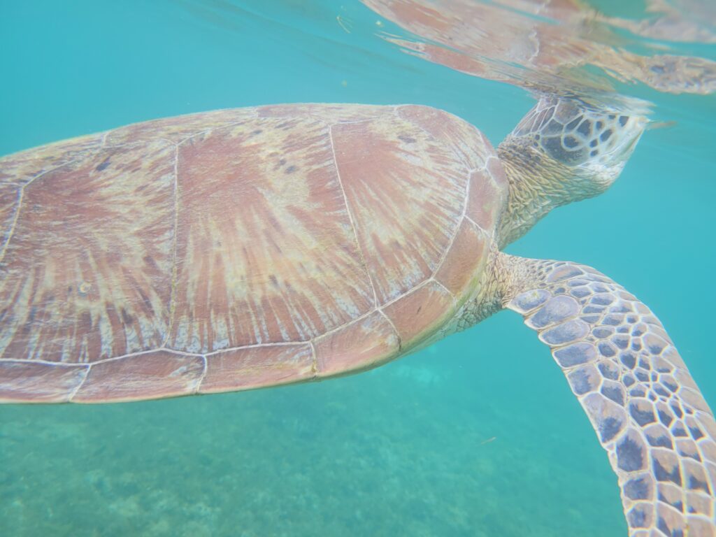 Turtle in Moalboal